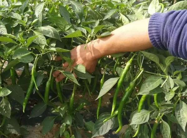 《大棚辣椒种植技术革新：揭秘高效益的秘密武器》