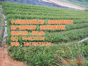 油茶种植革新之路：揭秘新技术如何提升产量与品质