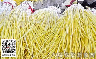 《蒜黄种植秘籍：揭秘高效种植技术，助力丰收》