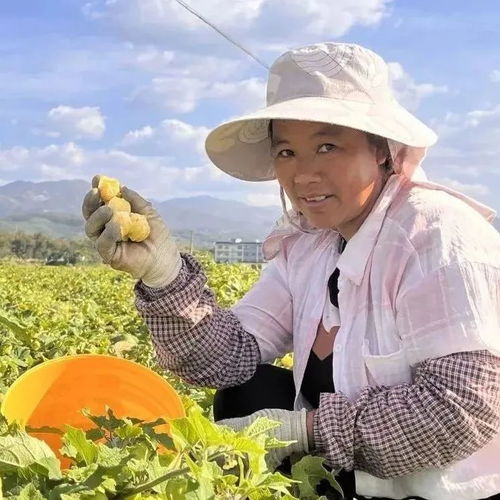 揭秘灯笼果种植奥秘：如何打造高产量、高品质的灯笼果果园？