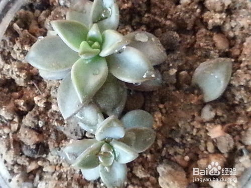 揭秘多肉植物种植技巧：如何让您的多肉盆栽绽放自然之美？