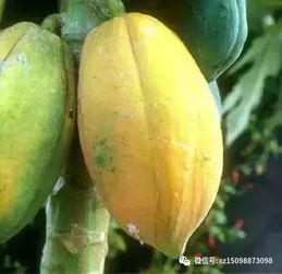 木瓜种植攻略：揭秘高效种植技术，让果实甜如蜜！