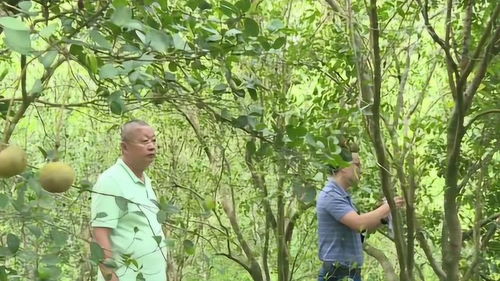 揭秘高产油茶种植技术：如何实现茶油产量飞跃？