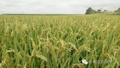 《水稻种植技术革新：揭秘高效高产的秘密武器》