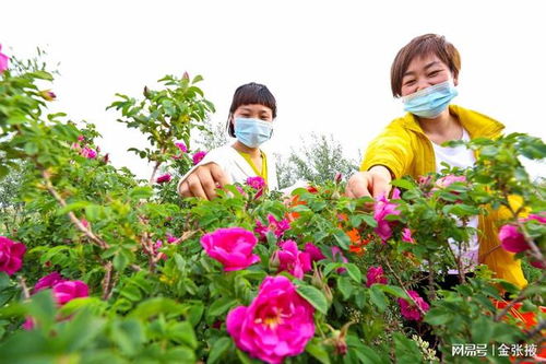 揭秘玫瑰种植秘籍：如何培育出完美花朵？