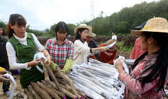 紫玉淮山种植攻略：揭秘高效益的种植技术
