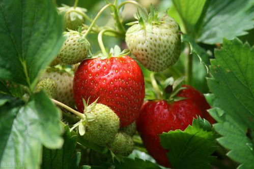 夏季草莓种植攻略：如何提高果实品质与产量？