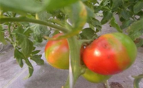 《早春西红柿种植，如何让丰收提前到来？揭秘高效种植技术》