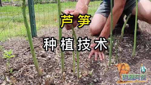 芦笋种植全攻略：揭秘高效种植技术，轻松收获美味佳肴！