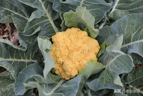 《有机花菜种植攻略：如何在家园中培育出纯净美味的自然之选？》