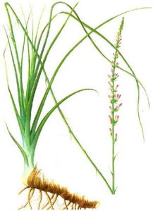 知母种植：揭秘中医药材的种植奥秘，如何实现高效益？