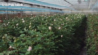农广天地种植技术视频：揭秘农业现代化秘密，提升种植效益新思路