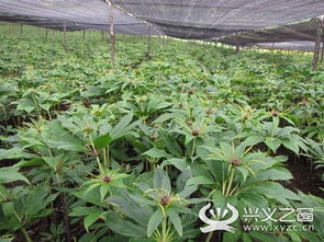 揭秘重楼种植奥秘：从零开始打造高效益重楼种植园