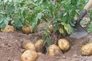 洋芋种植新篇章：揭秘高效益种植技术