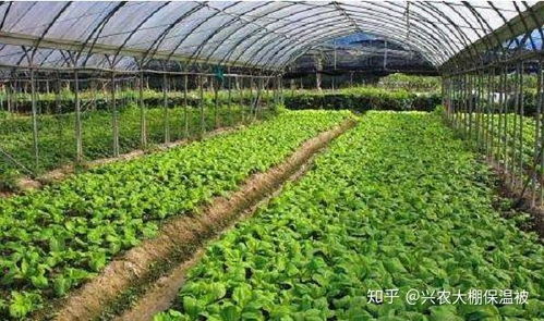 有机种植技术：绿色农业的未来之路