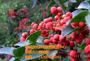 花椒种植技术揭秘：如何打造高品质花椒田？