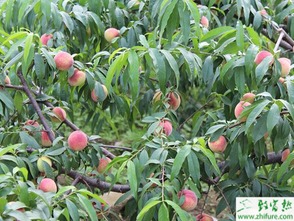 揭秘泥猴桃树种植技术：如何种出优质果实？
