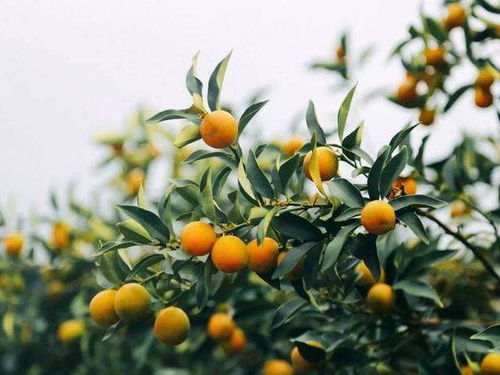《金桔种植新篇章：揭秘高效益的种植技术》