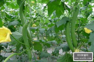 揭秘丝瓜种植奥秘：如何实现高产高效？