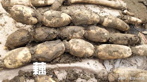 莲藕无土种植技术革新：揭秘未来农业新趋势