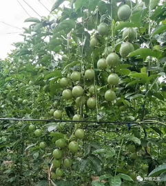 揭秘百香果高产种植技术：如何让果实丰收的秘密？