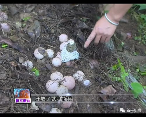 揭秘竹荪种植之谜：高效益与可持续之路