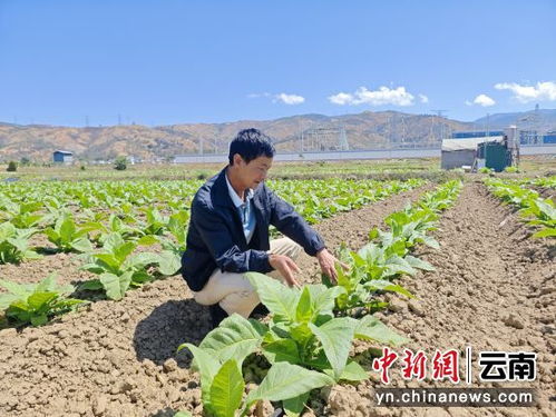 《烤烟种植：揭秘现代农业科技助力传统产业焕发新生》