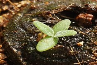 揭秘冰菜种植奥秘：视频教程助您轻松上手