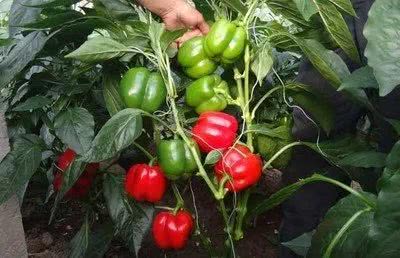 彩椒种植新篇章：揭秘高效种植技术与市场趋势