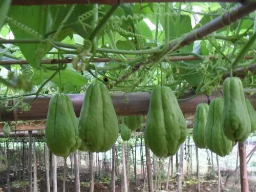 揭秘佛手瓜高效种植技术，让丰收不再遥远！