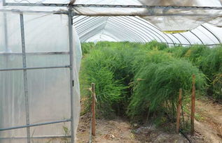 揭秘芦笋种植技术：如何培育出高品质的“蔬菜之王”