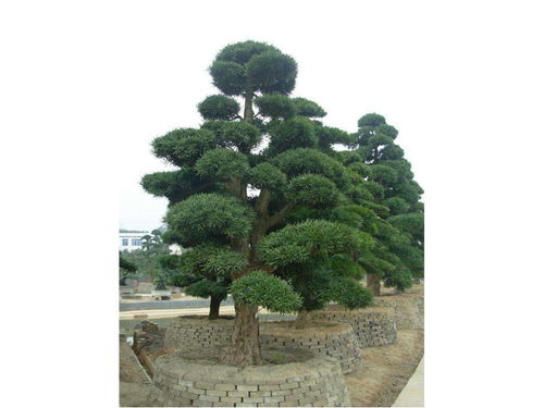 揭秘罗汉松种植奥秘：如何培育一棵“绿意盎然的守护神”