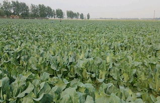 秋季花菜种植攻略：如何打造丰收季的绿色宝库？