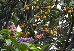 《枇杷树种植新篇章：揭秘高效益的秘密武器》