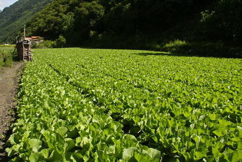 农业种植技术网站：解锁高效农业的秘密武器
