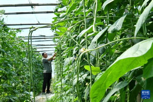 豆角的种植秘籍：如何提高产量，让田园飘香？
