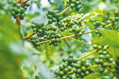 咖啡种植技术革新：揭秘全球咖啡产业的绿色未来