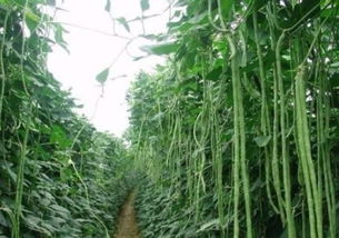揭秘大棚豆角种植与管理——高效益种植技术视频解析