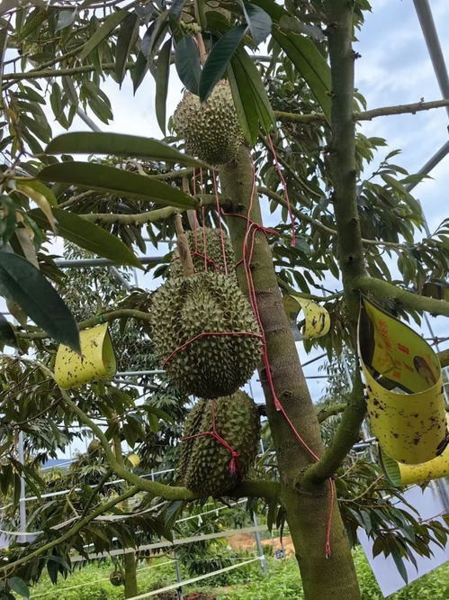 揭秘榴莲蜜的种植奥秘：如何培育出香甜如蜜的果实？