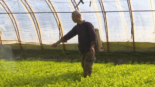 《西芹种植技术揭秘：高效种植，丰收在望！》