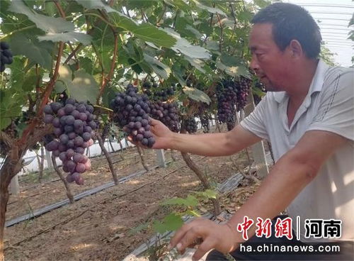 揭秘葡萄大棚种植技术，助力果农丰收新篇章