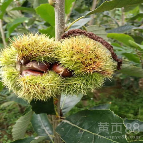 板栗种植与管理：揭秘高效生产背后的秘密