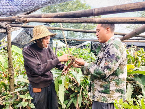 揭秘草果种植秘籍：如何打造高效益的生态农业？
