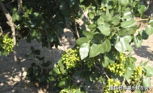 开心果种植技术揭秘：如何打造高产优质果园？