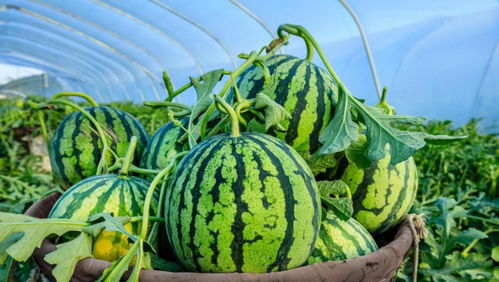 秋西瓜种植攻略：如何培育出美味多汁的“夏日清凉果”