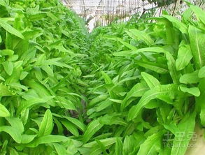 油麦菜种植技术揭秘：如何种出鲜美多汁的绿色佳肴？
