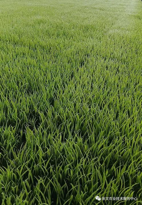 《盐碱地水稻种植：突破传统难题，开启农业新篇章？》