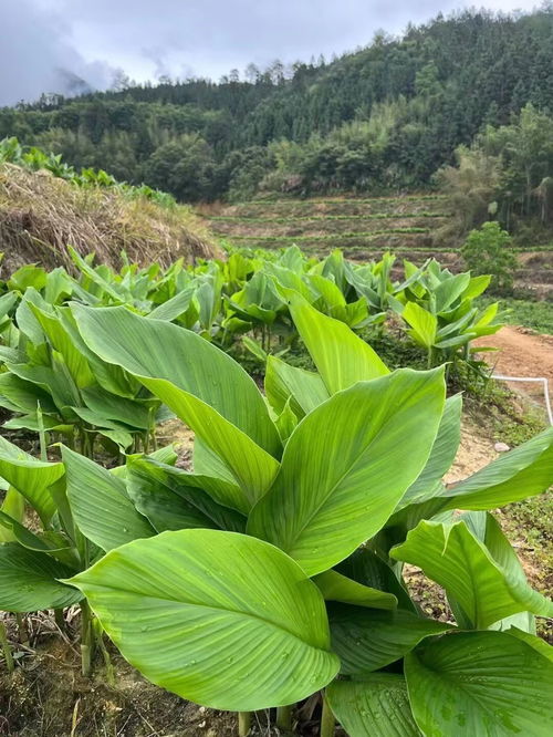姜黄种植新篇章：揭秘高效种植技术，助力产业升级