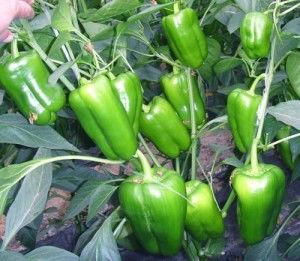 揭秘肉丝瓜种植技术：如何提高产量，打造绿色农业？