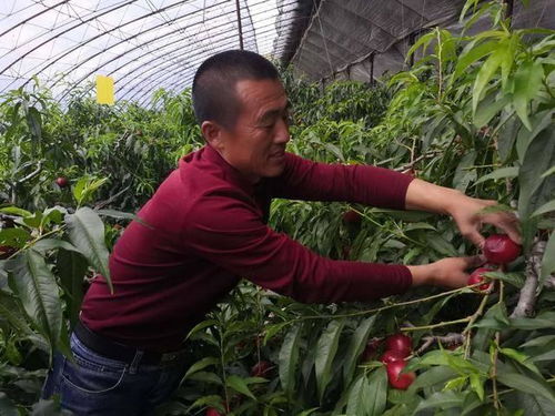 揭秘大棚油桃种植技术：如何打造优质果实？